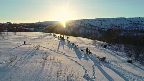 Aerial-drone-shot-of-Incredible-historical-transport-sled-dogs-for-quick-travel-through-winter-snow-covered-rural-countryside-at-sunrise