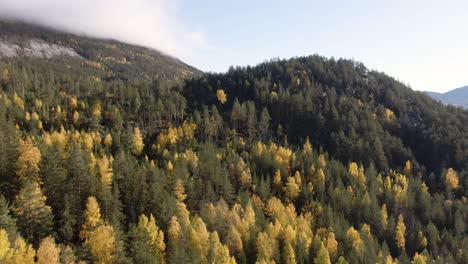 Fliegen-über-Einen-Norwegischen-Kiefern--Und-Birkenwald-In-Herbstfarben