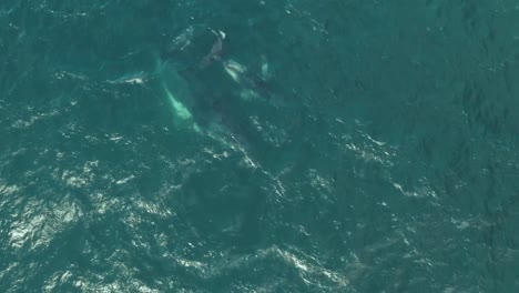 Cinematic-Aerial-Drone-Footage-of-Mother-and-Calf-Humpback-Whale
