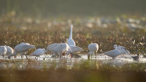 Flock-of-Wild-Eurasian-Spoonbill-Birds-Feeding-In-A-Wetland-Environment