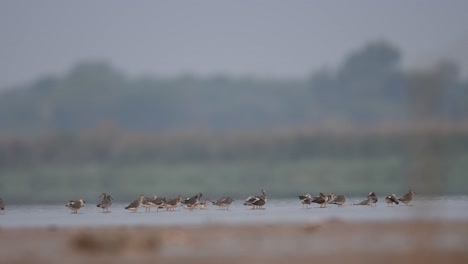 Flock-of-Spotted-red-shanks-in-river-side