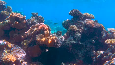 Underwater-4K-HDR-of-the-Great-Barrier-Reef-in-Queensland,-Australia-in-December-2022