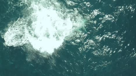 Buckelwalbeobachtung-Vor-Der-Küste-Von-Sydney