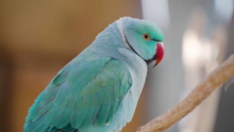 Blue-Color-Rose-ringed-Parakeet-Psittacula-Krameri---profile-close-up