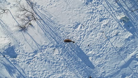 Aerial-drone-bird'-eye-view-over-white-tailed-deer-buck-sitting-and-chewing-cud-on-cold-snow-covered-forest