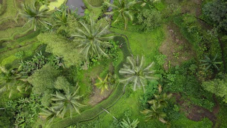 Unique-artistic-drone-view-circling-above-a-lush-green-traditional-rice-paddy-field