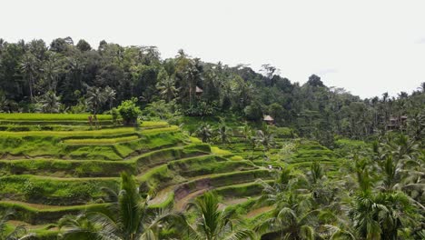 Panoramic-view-of-a-traditional-Balinese-rice-paddy-field-set-in-a-lush-tropical-valley