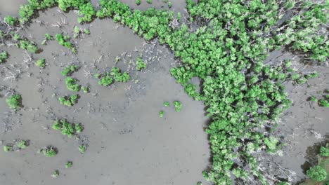 Top-down-drone-shot-of-plants-and-small-trees-growing-in-water-swamp-like-pond-coast-line