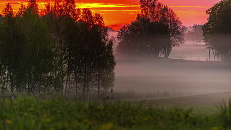 Low-lying-fog-flowing-through-the-trees-during-a-golden-sunrise---mystical,-eerie-time-lapse