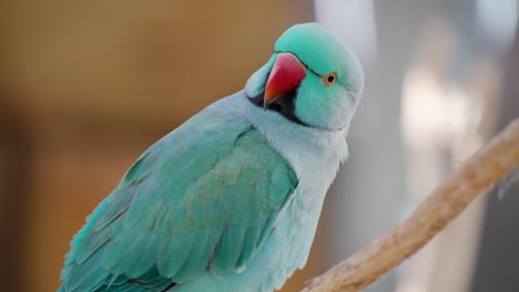 Blue-Color-Rose-ringed-Parakeet-Psittacula-Krameri-looking-around---detailed-shot