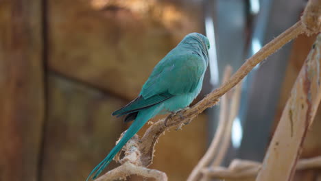 Blue-Color-Rose-ringed-Parakeet-Psittacula-Krameri-perched