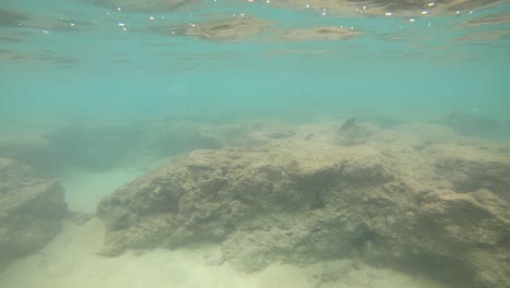 Underwater-Snorkeling-POV-Exploring-Tropical-Reef-Fish-In-Hanauma-Bay,-Oahu