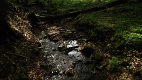 Small-creek-in-the-woods-with-a-fallen-tree