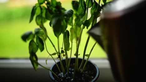 Basilikumpflanze-Auf-Der-Fensterbank-Wird-Bewässert