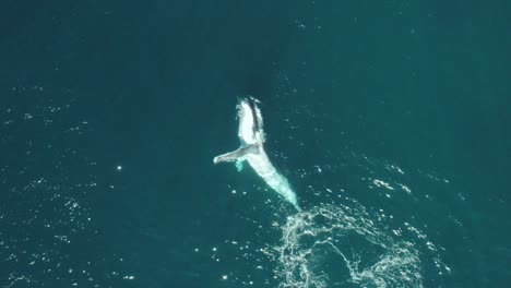 Aerial-vertical-Slow-Mo-footage-of-a-humpback-whale-swimming-in-calm-blue-ocean-water,-playing-and-splashing-around,-humpback-whale-spouting-off-Sydney-Northern-Beaches-Coastline-during-migration