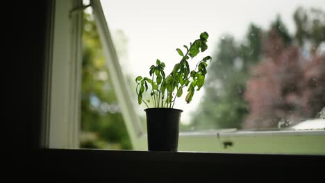 Kleine-Basilikumpflanze,-Die-Auf-Einer-Schwelle-Vor-Einem-Gesprungenen-Offenen-Küchenfenster-Steht