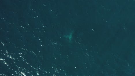 Cinematic-Aerial-close-up-footage-of-a-humpback-whale-breaching-in-calm-blue-ocean-water-off-Sydney-Northern-Beaches-Coastline-playing-during-migration