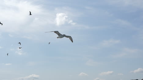 A-Group-Of-Seagulls-Flapping-Wings-Flying-Freely-On-Beautiful-Sunny-Day