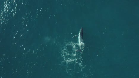 Cinematic-Aerial-vertical-Slow-Mo-footage-of-a-humpback-whale-in-calm-blue-ocean-water,-playing-and-splashing-around-off-Sydney-Northern-Beaches-Coastline-in-migration