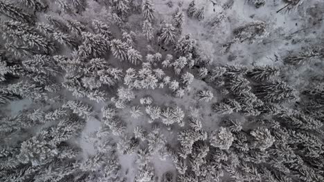 Drone-flying-over-snow-filed-forest-from-at-top-down-view