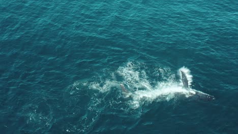 Aerial-Slow-Mo-footage-of-a-humpback-whale-swimming-in-calm-blue-ocean-water,-playing,-humpback-whale-spouting-and-splashing-around-off-Sydney-Coastline-during-migration