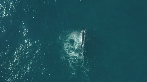 Cinematic-Aerial-vertical-footage-of-a-humpback-whale-swimming-in-calm-blue-ocean-water,-playing-splashing-around-and-spouting-off-Sydney-Northern-Beaches-Coastline-during-migration
