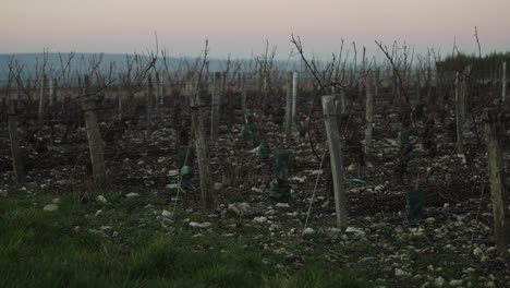 Weinreihen-Nach-Der-Erntezeit-In-Frankreich-Während-Des-Sonnenuntergangs