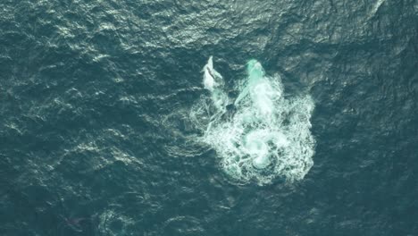 Cinematic-Aerial-footage-of-a-mother-and-baby-humpback-whale-swimming-together-upside-down-in-calm-blue-ocean-water,-humpback-whale-with-its-calf-playing-and-splashing-around-during-migration