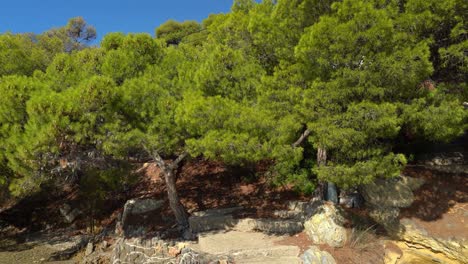 Love's-Bay-Beach---A-picturesque-cove-nestled-beneath-lush-green-pine-trees