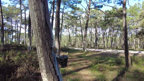 Pine-tree-forest-with-sap-collecting-containers-attached-to-tree-trunks