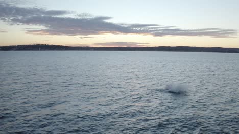 Walbeobachtung-Vor-Der-Küste-Der-Nördlichen-Strände-Von-Sydney-Während-Des-Sonnenuntergangs,-Drohnenaufnahmen-Aus-Der-Luft,-Nahaufnahme-Von-Buckelwalen,-Die-Während-Der-Migration-Herumspielen