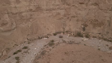 Descending-shot-down-the-side-of-a-desert-mountain-revealing-goats