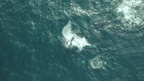 Aerial-view-of-a-pod-of-humpback-whales-swimming-together-in-calm-blue-ocean-water,-playing,-humpback-whale-spouting,-humpback-whale-with-its-calves-splashing-around