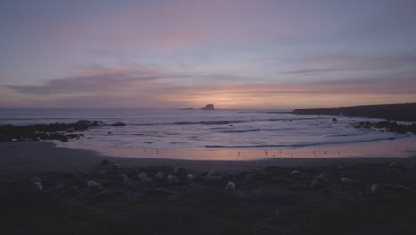 Time-lapse-of-elephant-seals-laying-along-the-shores-of-Vista-Point-Beach-with-waves-rolling-as-the-sun-sets-in-the-background-located-in-California