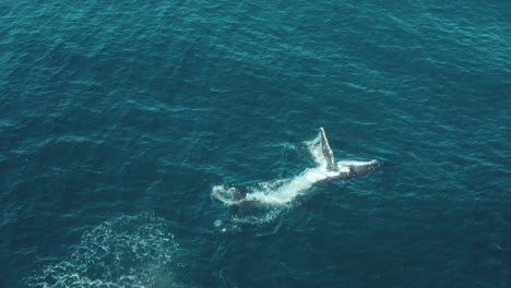 Aerial-vertical-footage-of-a-humpback-whale-swimming-in-calm-blue-ocean-water,-playing-and-splashing-around-blowing-water-fountains-off-Sydney-Northern-Beaches-Coastline-during-migration