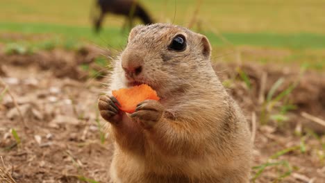 Ground-squirrel-eating-carrot-on-a-meadow-with-a-donkey-in-the-background