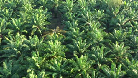 Birds-eye-view-aerial-flyover-large-hectares-of-palm-tree-plantations,-high-quality-grown-in-the-tropics,-agricultural-industry,-primary-source-of-economy