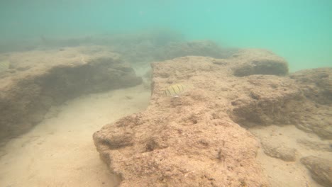 Underwater-Snorkeling-POV-In-Hanauma-Bay,-Oahu