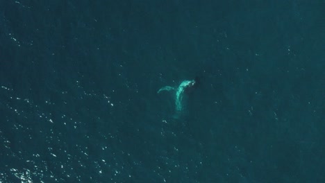 Cinematic-Aerial-Slow-Mo-close-up-footage-of-a-humpback-whale-breaching-in-calm-blue-ocean-water-off-Sydney-Northern-Beaches-Coastline-playing-during-migration