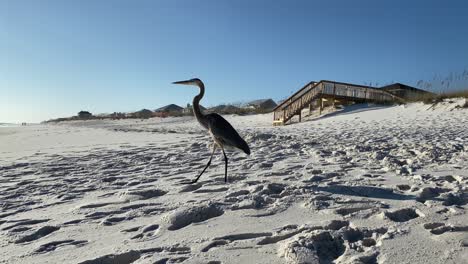 A-great-blue-heron-bird-walks-across-a-white-sandy-beach-on-a-beautiful-sunny-day
