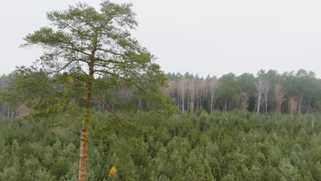 A-large-pine-tree-grows-in-the-middle-of-small,-young-coniferous-trees,-in-a-background-of-tall-trees-forest