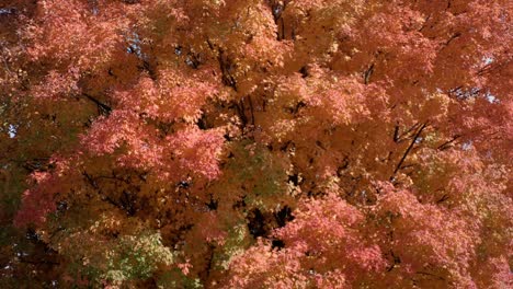 A-colorful-orange-autumn-tree-is-displayed-in-a-close-shot-under-a-blue-sky-as-the-camera-tilts