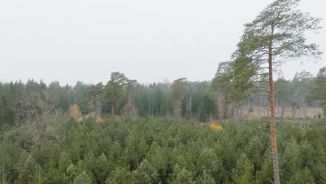 Eine-Große-Kiefer-Wächst-Inmitten-Kleiner,-Junger-Nadelbäume-Vor-Dem-Hintergrund-Hoher-Bäume-In-Einem-Wald-An-Einem-Herbstmorgen