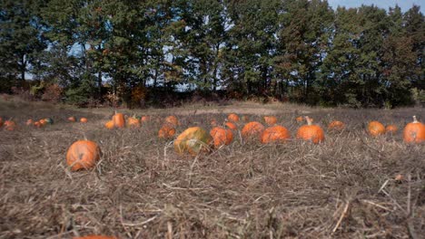 A-pumpkin-patch-sits-before-trees-as-the-camera-pans-with-a-wide-angle