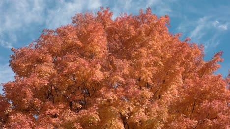 A-colorful-orange-tree-in-autumn-is-revealed-as-the-camera-tilts-with-a-close-angle,-ending-with-contrast-against-a-blue-sky