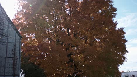 Ein-Herbstbaum-Mit-Orangefarbenen-Blättern-Sitzt-Neben-Einem-Alten-Haus,-Während-Die-Kamera-Kippt