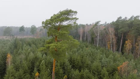 A-large-pine-tree-grows-in-the-middle-of-small,-young-coniferous-trees,-in-a-background-of-tall-trees-forest