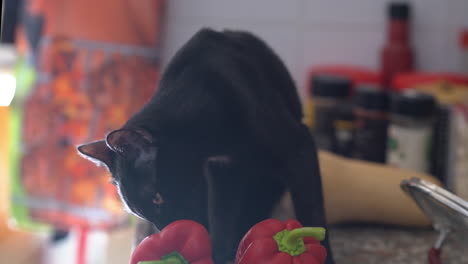 Schwarze-Katze,-Die-In-Der-Küche-Mit-Rotem-Paprika-Kuschelt