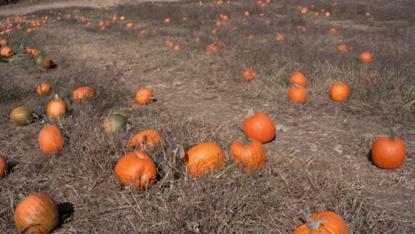 A-pumpkin-patch-is-revealed-with-a-wide-angle-pan-within-a-field