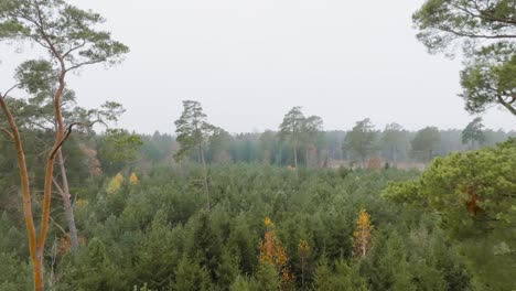 Eine-Große-Kiefer-Wächst-Inmitten-Kleiner,-Junger-Nadelbäume,-Im-Hintergrund-Ein-Wald-Mit-Hohen-Bäumen